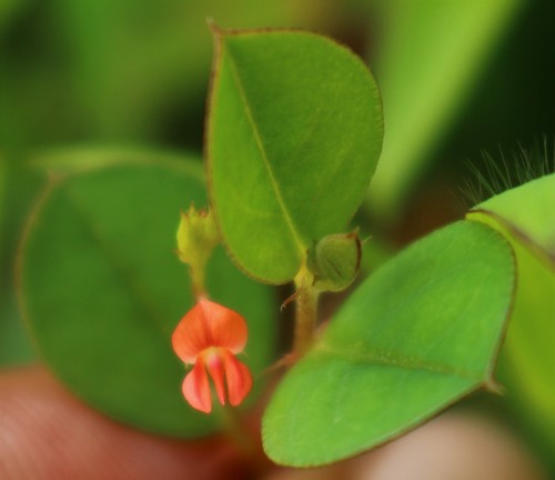 Indigofera nummulariifolia