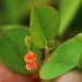 Indigofera nummulariifolia - Photo (c) Shiwalee Samant, some rights reserved (CC BY-NC), uploaded by Shiwalee Samant