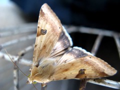 Heliothis peltigera