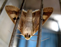 Heliothis peltigera