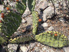 Opuntia stenopetala