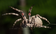 Araneus andrewsi