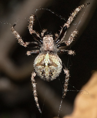 Araneus andrewsi