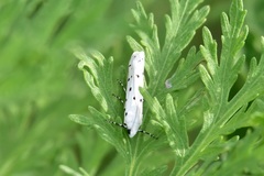 Myelois circumvoluta