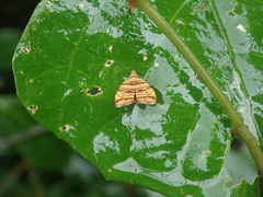 Choreutis amethystodes