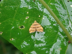 Choreutis amethystodes