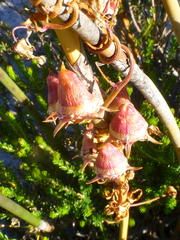 Cyphia crenata