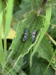 Coccinella septempunctata