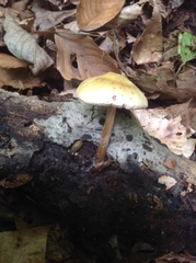 Pluteus leoninus