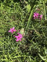 Callophrys rubi