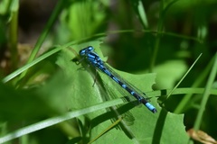 Enallagma risi