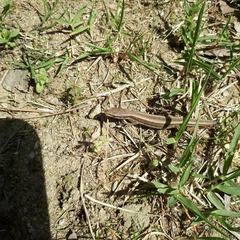 Takydromus wolteri