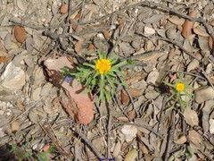 Asteriscus aquaticus