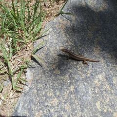 Takydromus wolteri