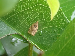 Adoxophyes privatana