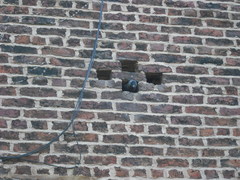 Corvus monedula monedula