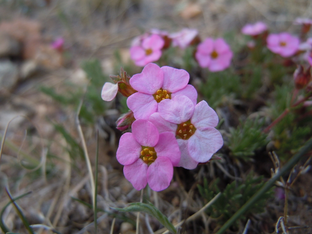 Chamaerhodos (Rosaceae (Rose) of the Pacific Northwest) · iNaturalist