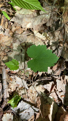Tiarella stolonifera