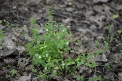 Moehringia trinervia