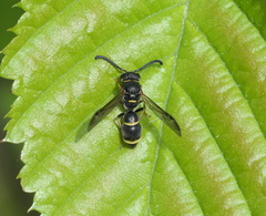 Parancistrocerus pensylvanicus