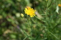 Hieracium umbellatum filifolium