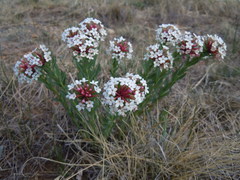 Stellera chamaejasme