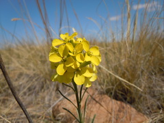 Erysimum flavum