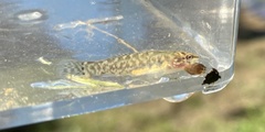 Etheostoma squamiceps