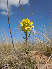 Erysimum flavum
