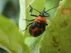 Eocanthecona concinna