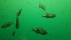 Caesioperca lepidoptera