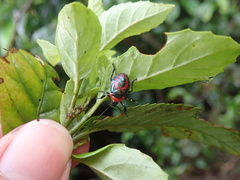 Eocanthecona concinna