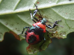 Eocanthecona concinna