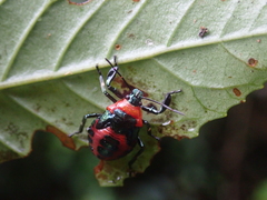 Eocanthecona concinna