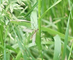 Nephrotoma appendiculata