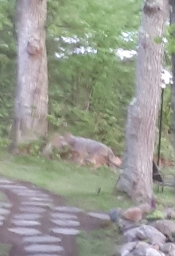 Eastern Wolf