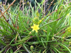 Bulbine audreyae