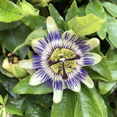 Passiflora caerulea