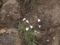 Dianthus basuticus