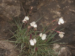 Dianthus basuticus