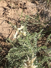 Sophora nuttalliana