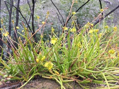 Bulbine audreyae