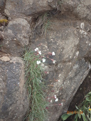 Dianthus basuticus