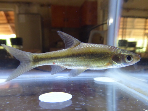 Straightfin barb (Enteromius paludinosus) — Cyprinidae — 4