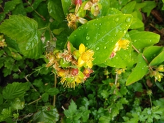 Hypericum inodorum
