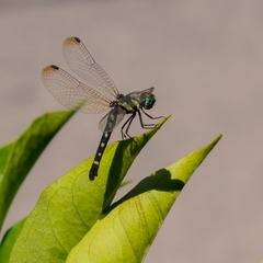 Tetrathemis yerburii
