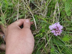 Dactylorhiza maculata