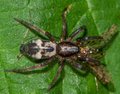 Sergiolus montanus