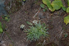 Leontopodium campestre