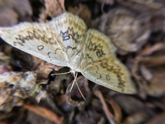 Cyclophora annularia